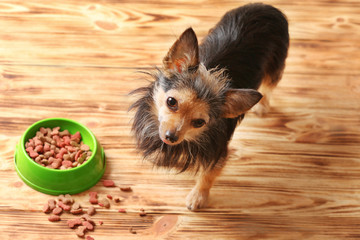 Cute little pet and bowl with dog food on wooden background