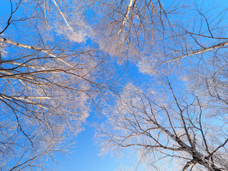 樹氷と青空