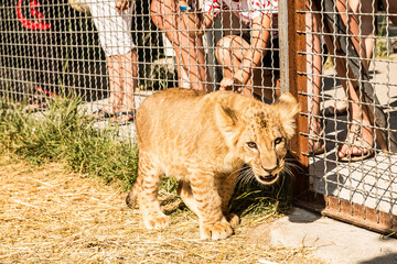 Lion cub and children