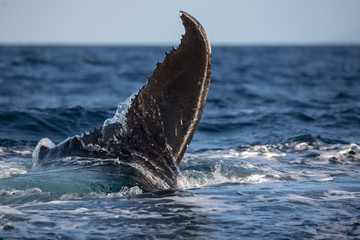 Humpback whale tail in Samana, Dominican republic