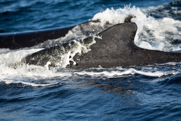 Closeup back of humpback whale in Samana, Dominican republic