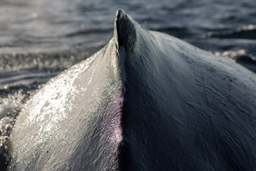 Closeup back of humpback whale in Samana, Dominican republic