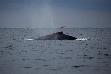 Back of humpback whale and tourist boat in Samana, Dominican rep