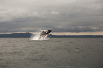 Humpback whale tail in Samana, Dominican republic