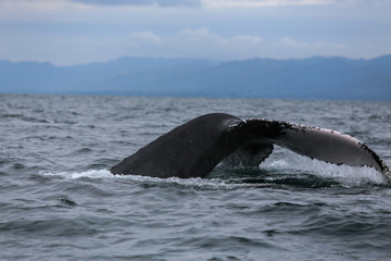 Humpback whale tail in Samana, Dominican republic