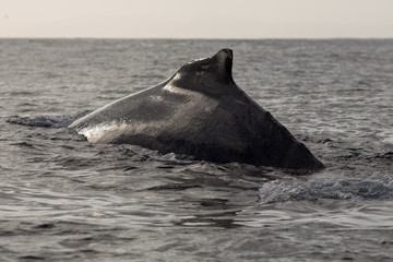 Fototapeta premium Closeup back of humpback whale in Samana, Dominican republic