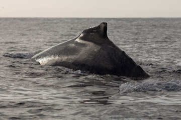 Closeup back of humpback whale in Samana, Dominican republic