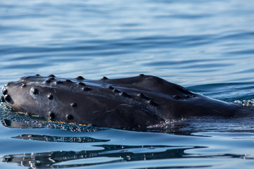 Portrait of Head of humpback whale in Saman, Dominican republic