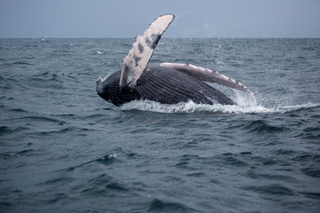 Naklejka premium Jumping humpback whale