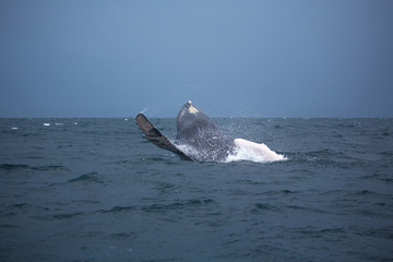 Jumping humpback whale