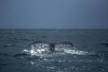 Humpback whale tail in Samana, Dominican republic