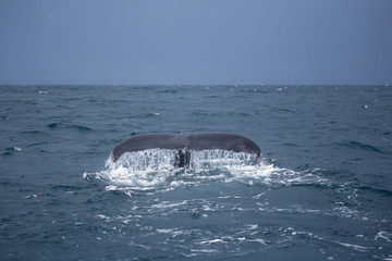 Obraz premium Humpback whale tail in Samana, Dominican republic