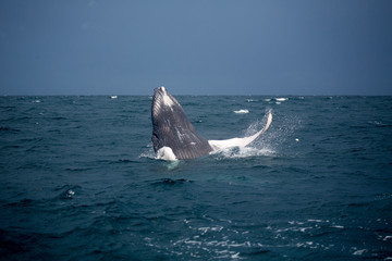 Fototapeta premium Jumping hampback whale