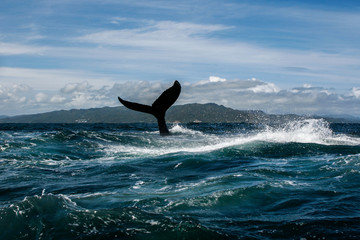 Fototapeta premium Humpback whale tail in Samana, Dominican republic