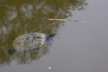 Tortue qui nage dans une mare