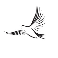 vector flying bird in contours on white background