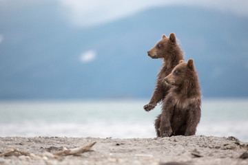 Obraz premium Little cubs waiting for his mother bear