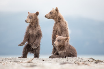 Obraz premium Little cubs waiting for his mother bear