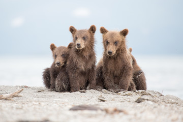 Obraz premium Portrait of an adorable little bears