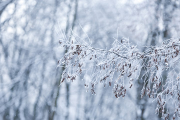 Tree branches covered with hoarfrost, closeup