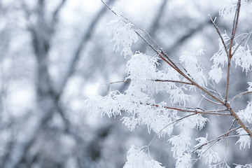 Tree branches covered with hoarfrost, closeup