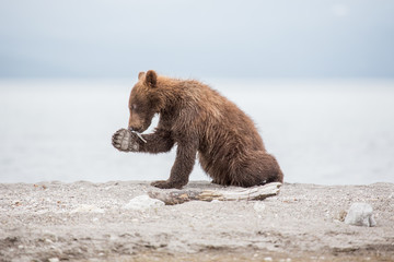 Obraz premium Small bear cub on the lake