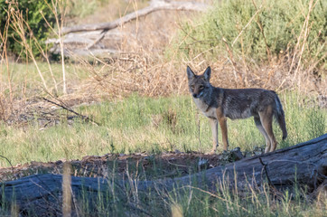 Coyote in central New Mexico