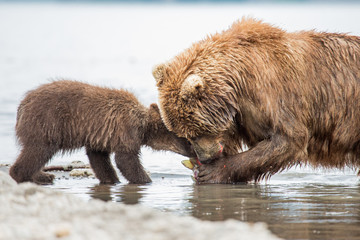 Obraz premium Mama bear and her cubs