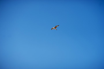 Flying seagull on sky background with copy space