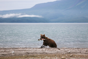 Bear teen caught salmon fish