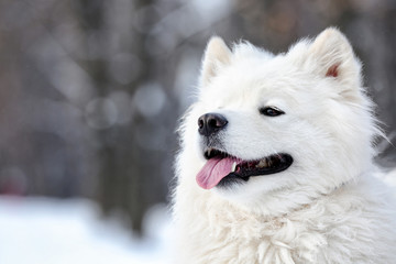 Cute samoyed dog in park on winter day