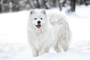 Cute samoyed dog in park on winter day
