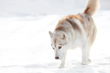 Happy Siberian husky outdoors on winter day