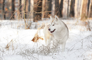 Happy Siberian husky in winter forest on sunny day