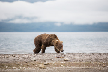 Bear teen caught salmon fish