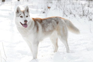 Happy Siberian husky on walk in winter park