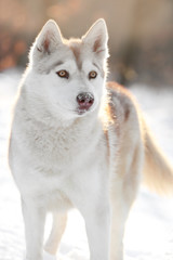 Happy Siberian husky on walk in winter park