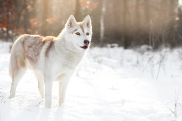 Happy Siberian husky on walk in winter park