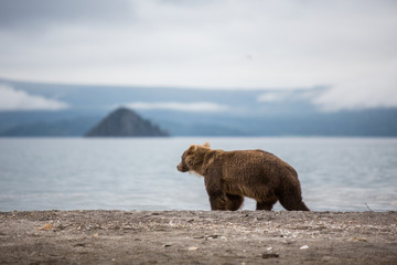 Bear teen caught salmon fish