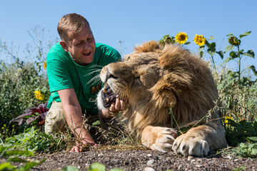 The man opens the jaws of a lion in safari park Taigan, Crimea,