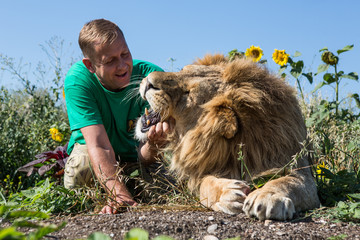 The man opens the jaws of a lion in safari park Taigan, Crimea,