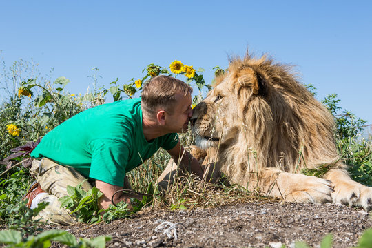 The man kissing the lion in safari park Taigan, Crimea, Russia