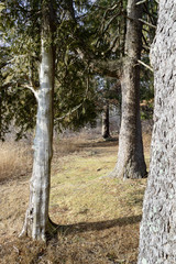 Obraz premium Uneven row of trees