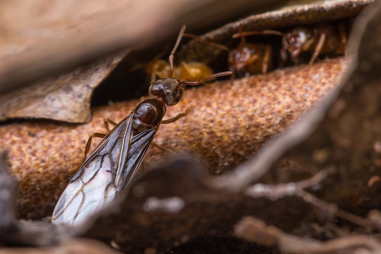 Male ants from a colony have developed wings and are ready for their nuptial flight, during which they will mate and die a few days later