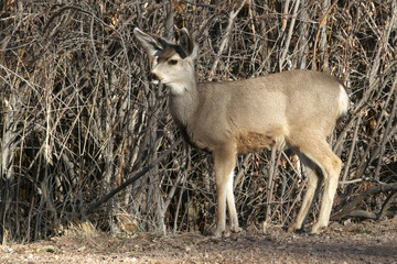 Mule Deer at Bosque del Apache National Wildlife Refuge, San Antonio, New Mexico