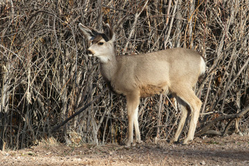 Mule Deer at Bosque del Apache National Wildlife Refuge, San Antonio, New Mexico
