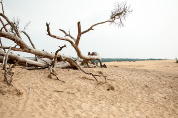 Branch in Hoge Veluwe