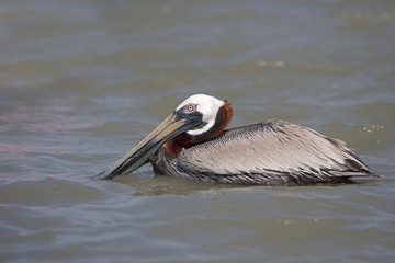 Brown Pelican Pelecanus occidentalis catching fish Gulf coast Florida USA