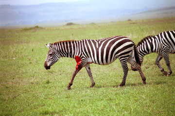 Fototapeta na wymiar Plain zebra attacked by a lion, Maasai Mara Game Reserve, Kenya