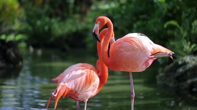 Pink flamingo at sunny day closeup shot